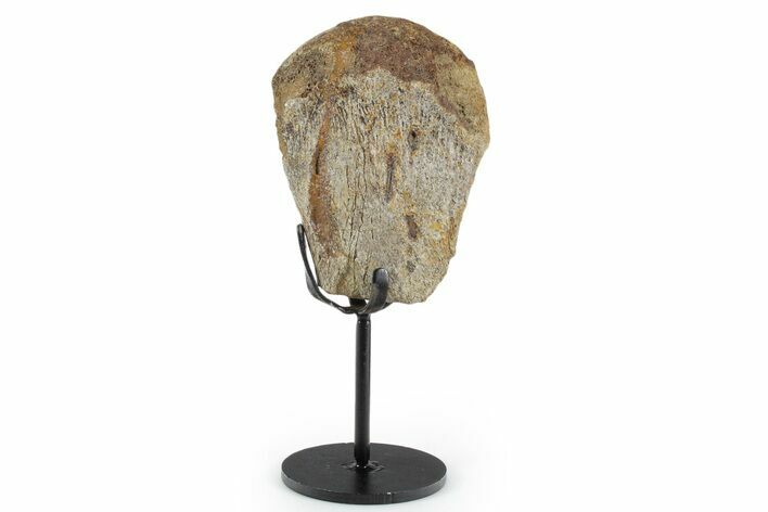 Fossil Hadrosaur Metatarsal Section w/ Metal Stand - South Dakota #350621